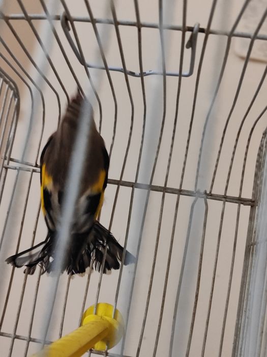 2 дона Сава 50мингдан 100мингача