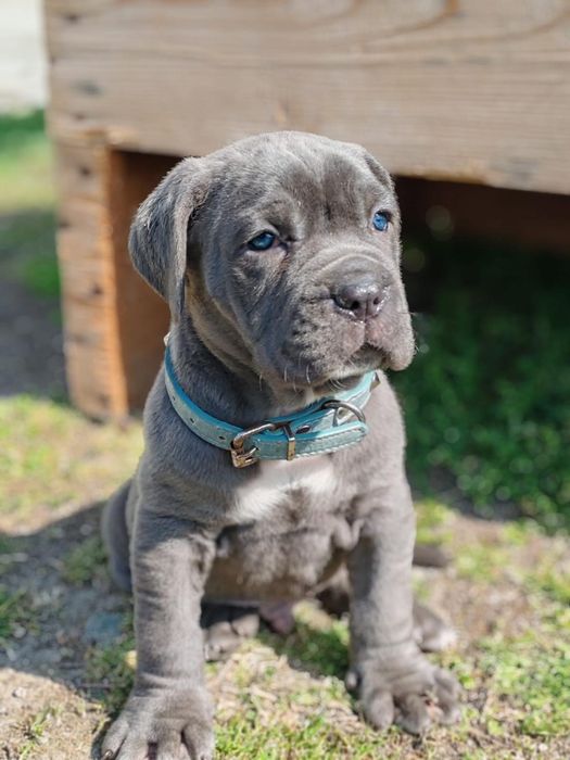 Cane corso disponibile