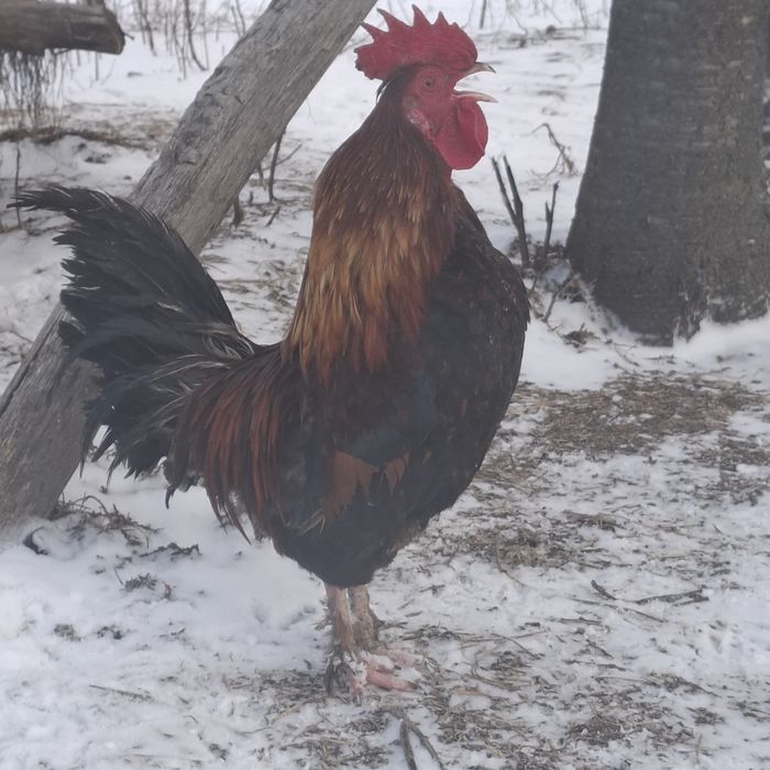 Pereche-cocoș, găină pitica americana