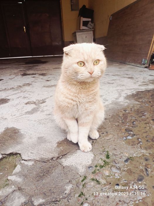 Mushuk sotiladi 100$ zoti Scottish Fold o'g'il bola