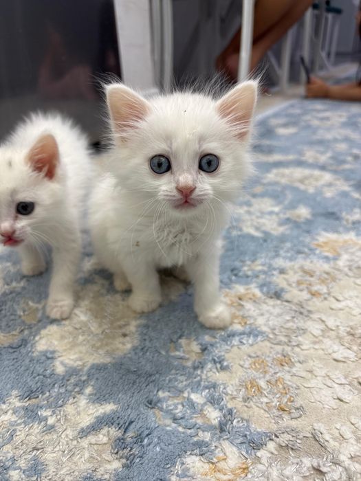 Продам белого котенка в добрые руки