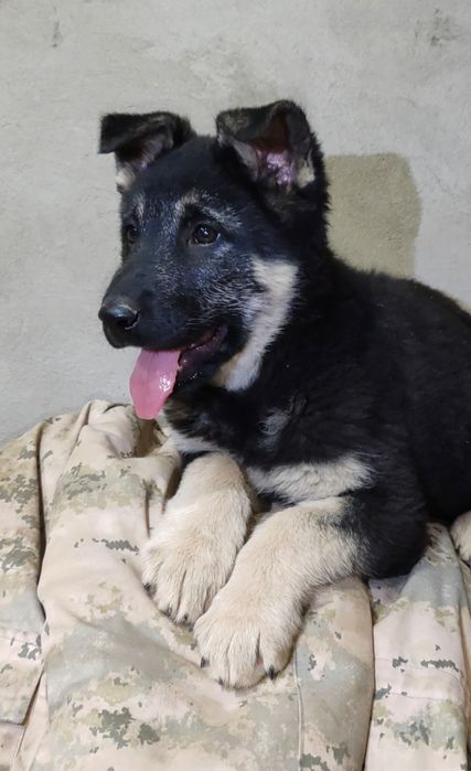 Подрощенная девочка ВЕО шоу класса