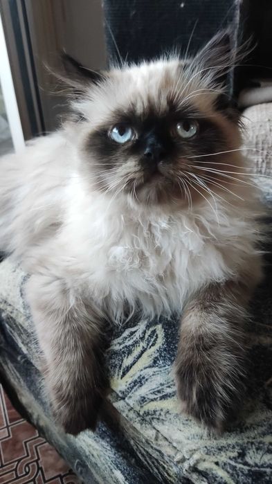 Персийска котка колор пойнт
