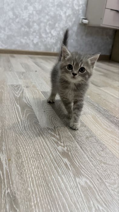 Шотландская скоттиш страйт