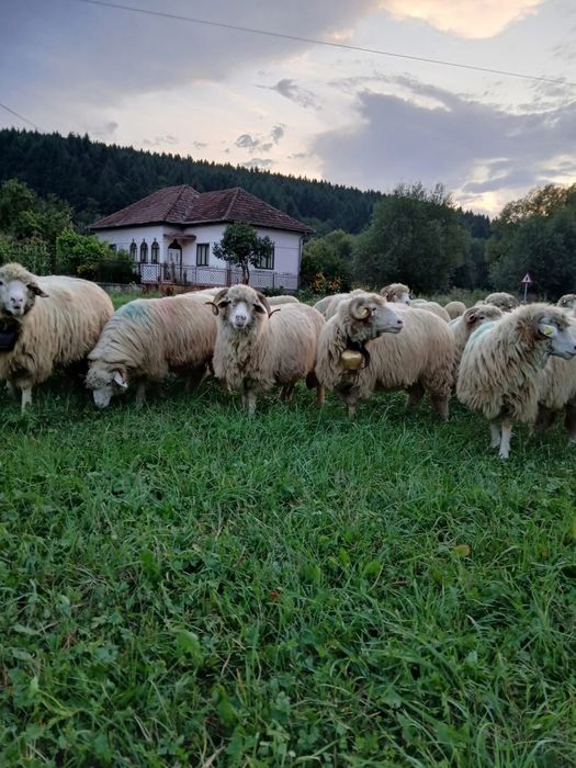 oi de vanzare de rasa