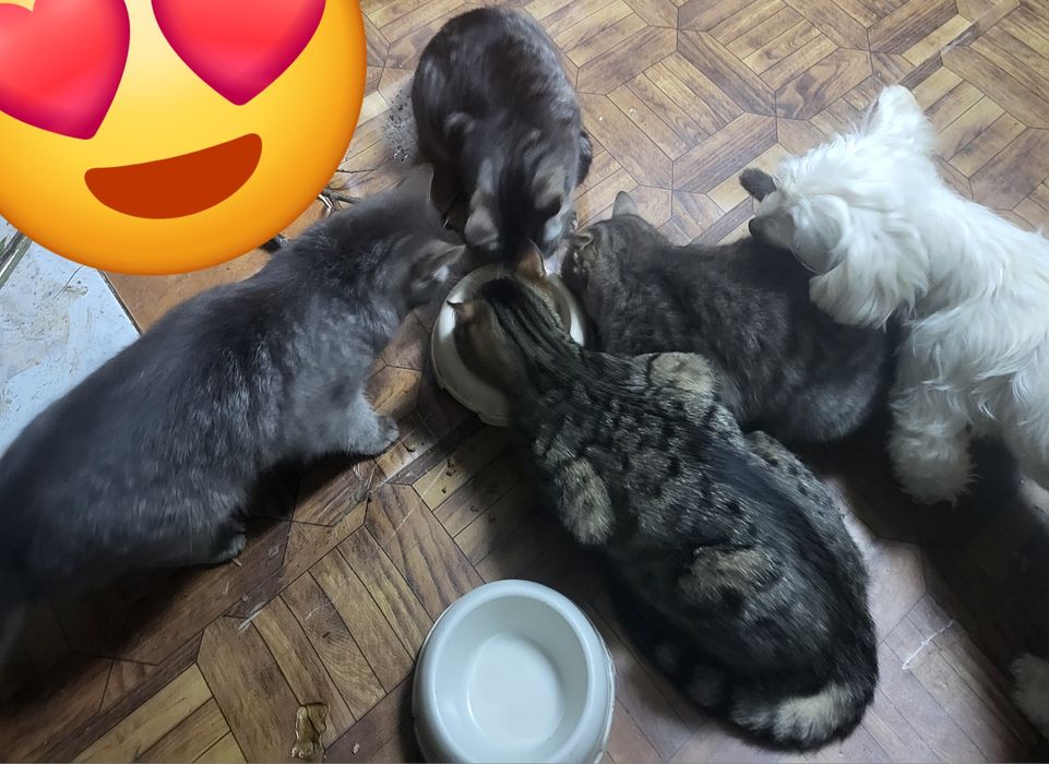 Donez doua pisicuțe si doi motanei