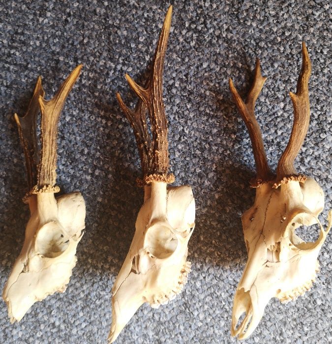 Рога от сърни