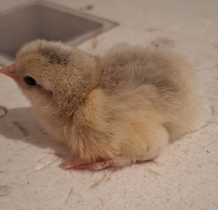 Цыплята. Птица для домашнего подворья