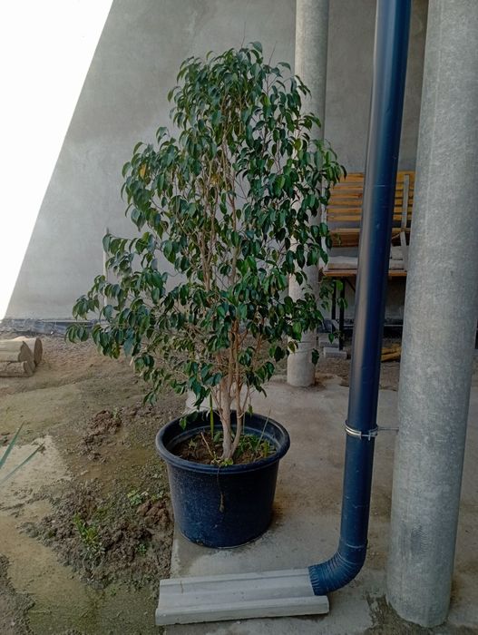 Бандаси гули сотилади