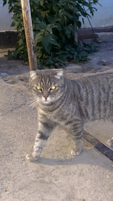 Отдам кота в добрые руки
