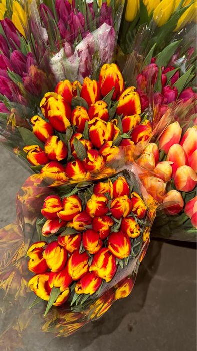 Тюльпаны номер 1