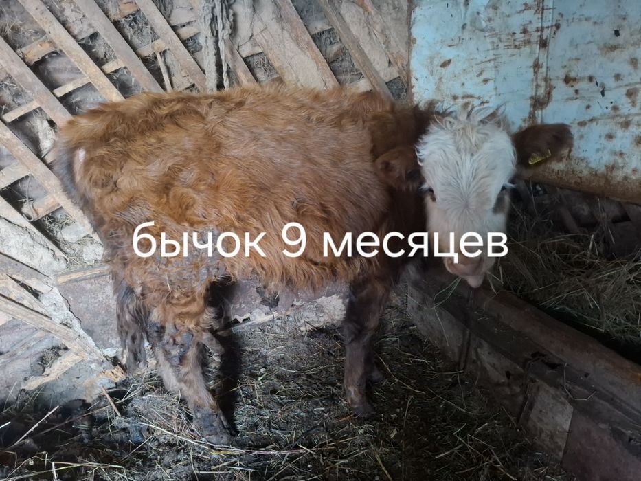 Продам телят,бычки,