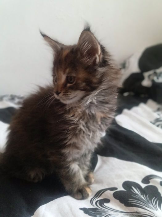 Продам котят Мейн Кун