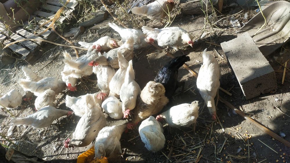 Продам курей белых