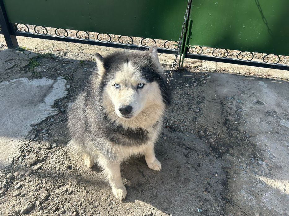 Продам Сибирского хаски(сучка)