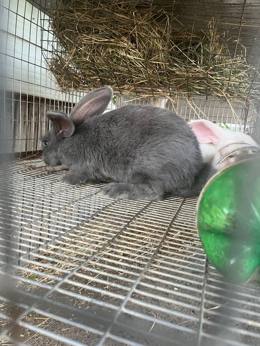 Iepuri Uriaș începând cu vârsta de 1lună