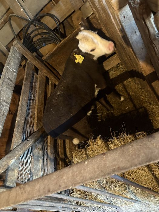 Бұзаулар сатылады продам телят