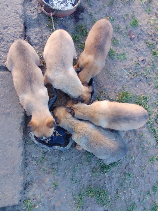 Donez Ciobanesc belgian malinois