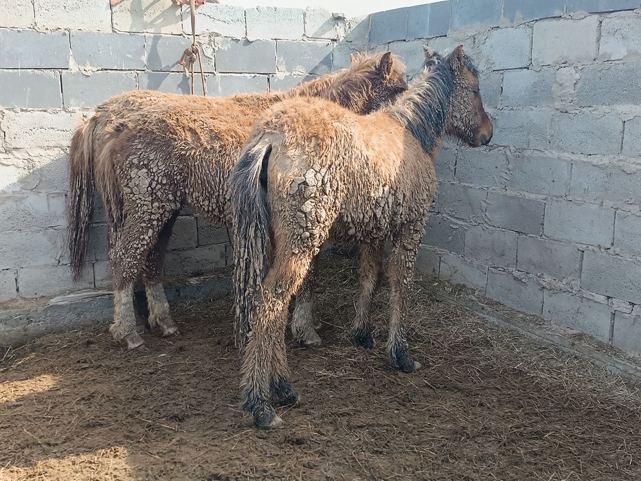 Продаю Лощади Жабағылар