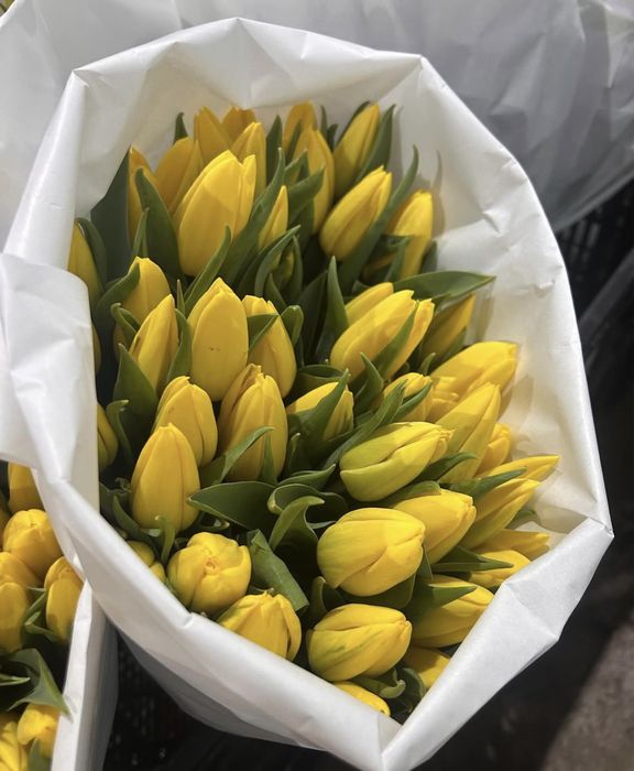 Тюльпаны по 450тг