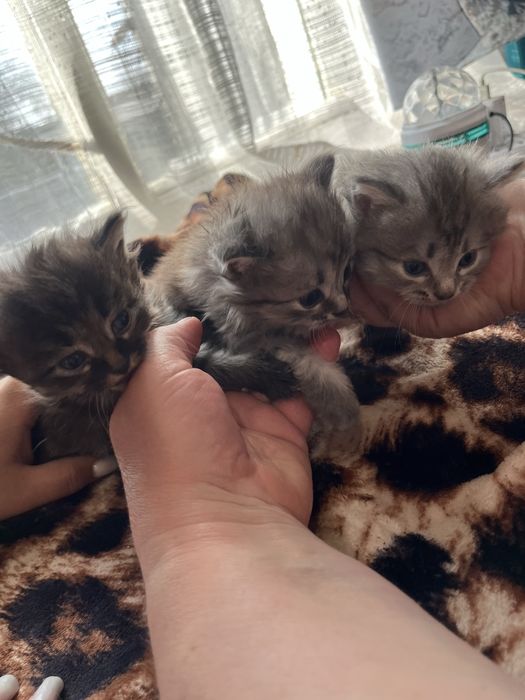 Котята в добрые руки