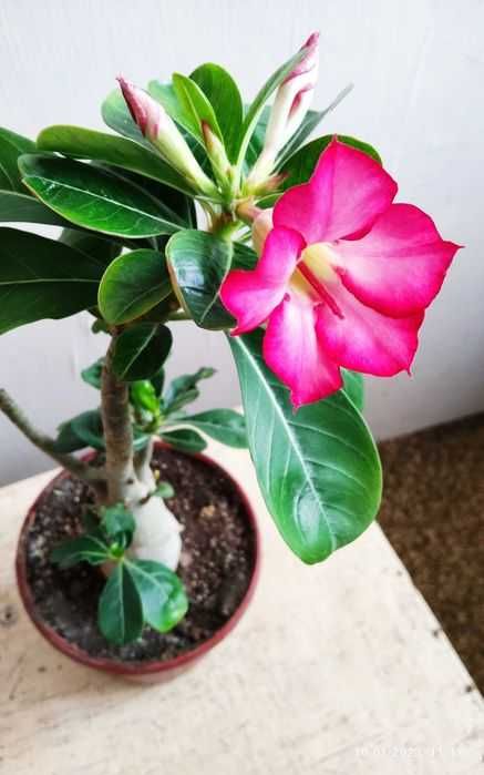 Комнатный цветок адениум