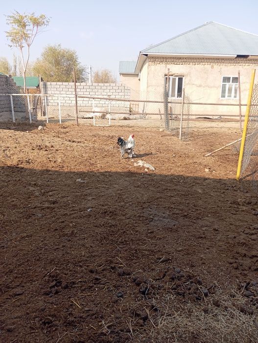 Қораз сатылады  Брама