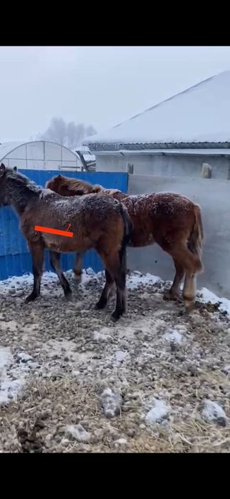 Продам жабагы девочка