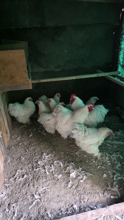 Продам курей семейку