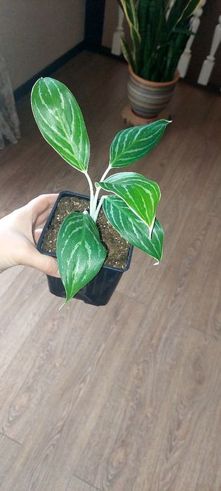 Продам  Аглонемы