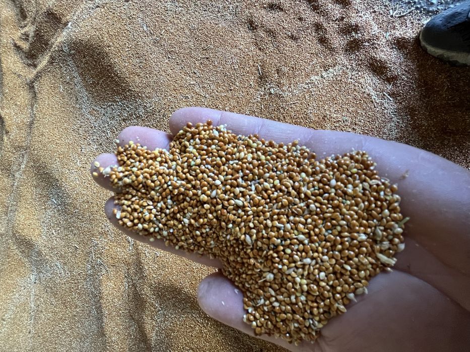 Продавам Пшеница, Просо, Слънчоглед и Леща - реколта 2025г.