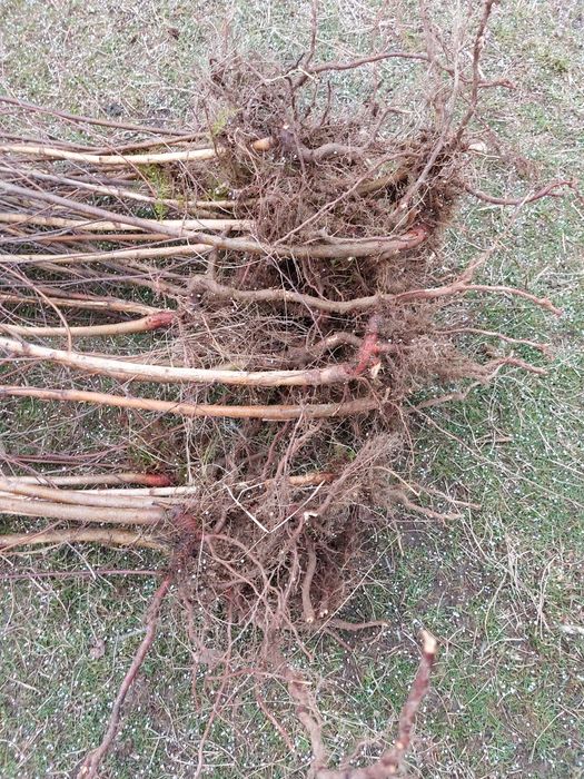 Vand puieti de mesteacan