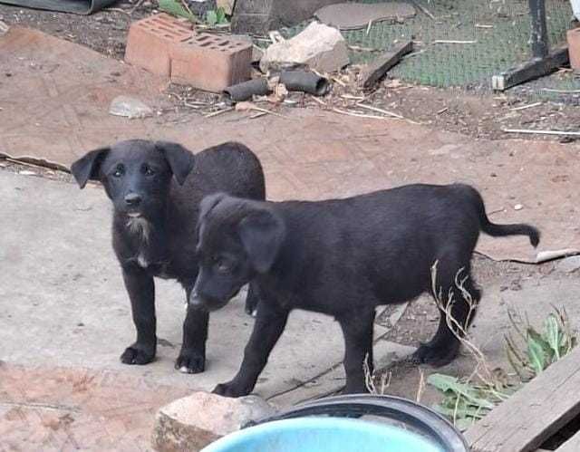 Щеночки ищут дом