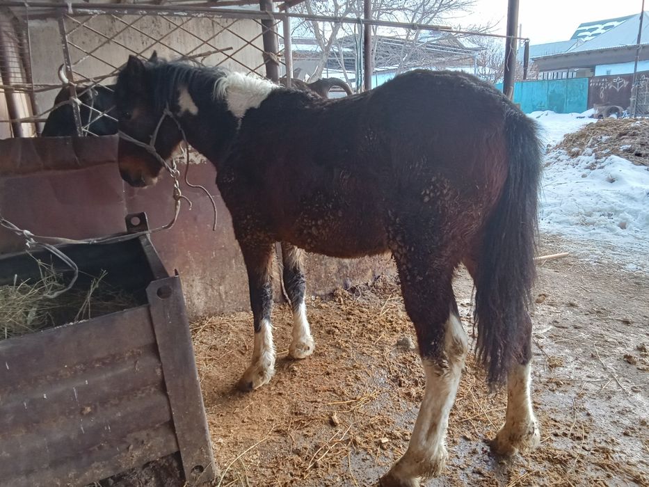 Тай сатылады семиз