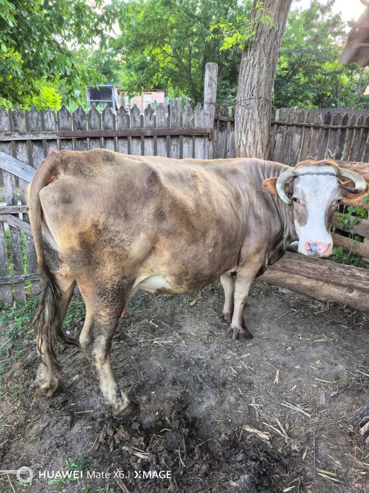 Vand vaca gestantă