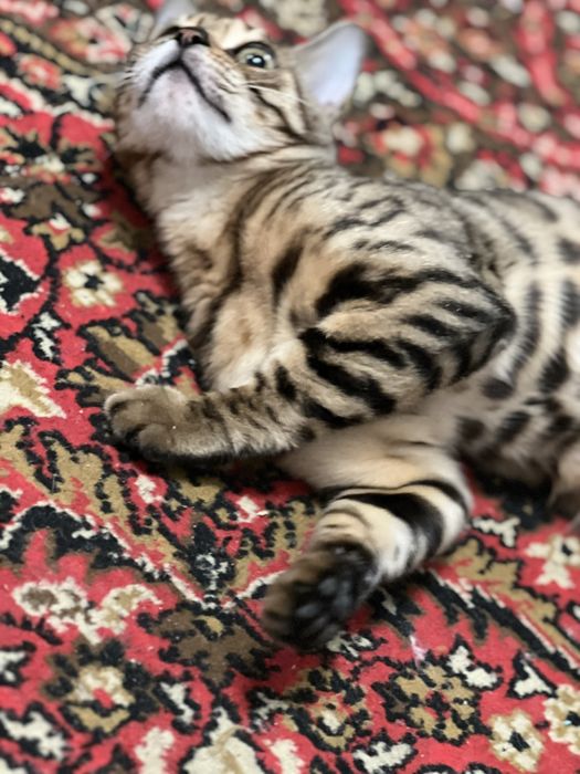 Bengalskiy mushuk toza zotli