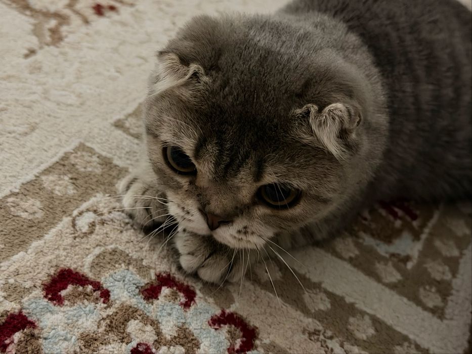 Таза үйдің мысығы шотландский