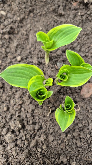 Бересклет, очитки вариегатные, хосты разные, лилейник