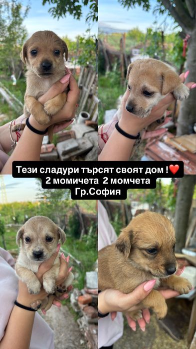 Подарявам кученца
