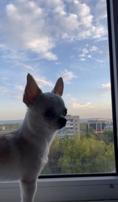 Ищем невесту для Чихуахуа