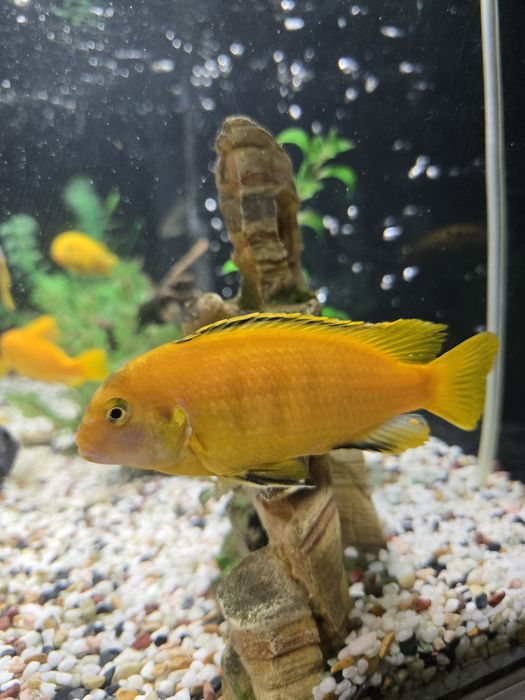 Африкански цихлиди