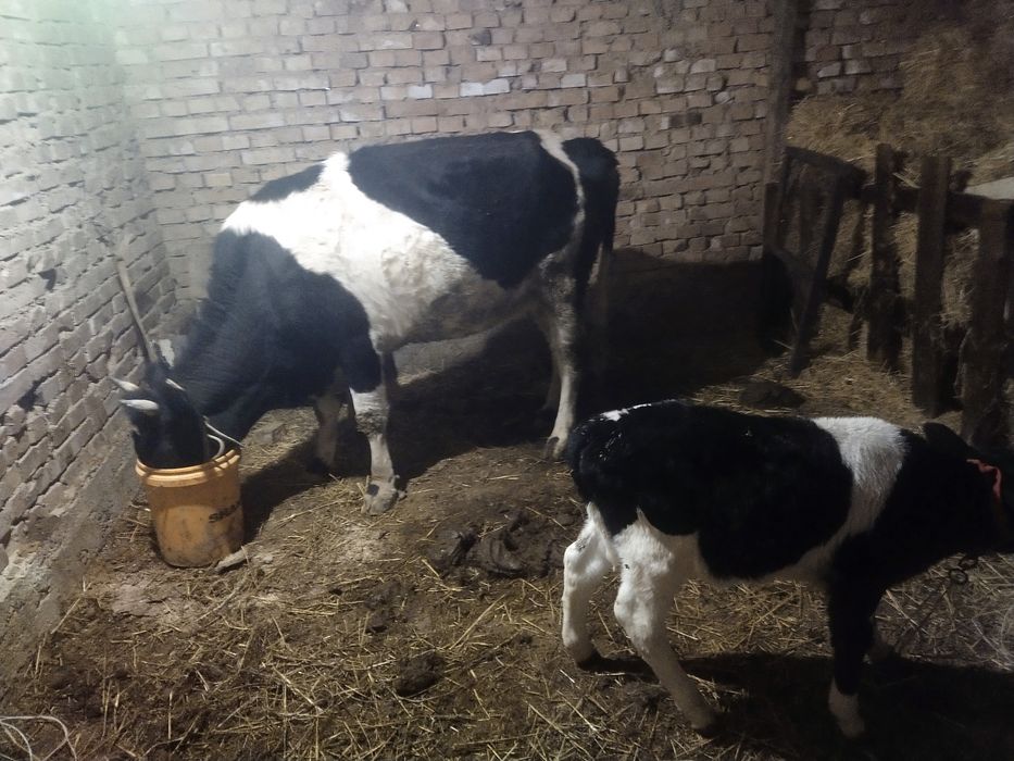 Сыйырлар сатылады