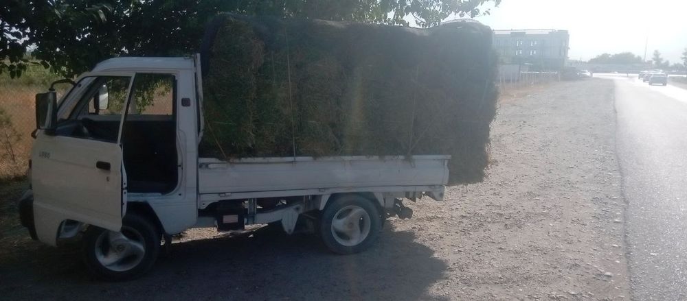 Дагал хашак беда самон бор