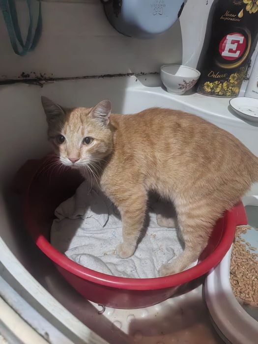 Красивый котейка