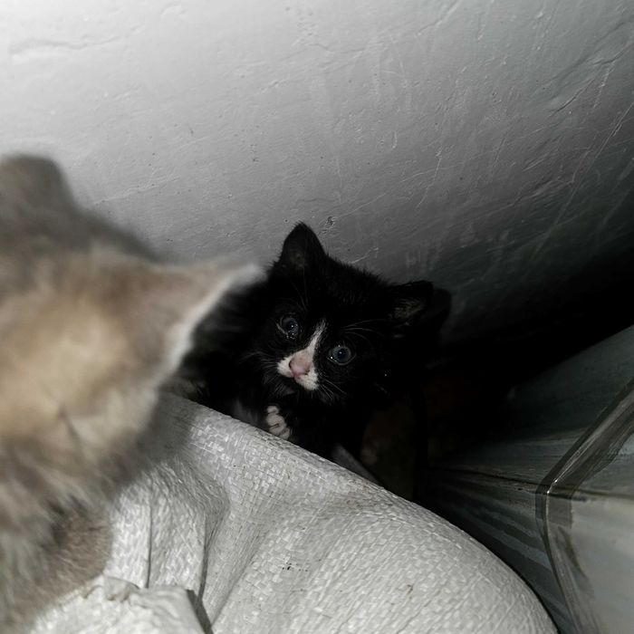 Отдам котят,  помесь турецкой ангоры