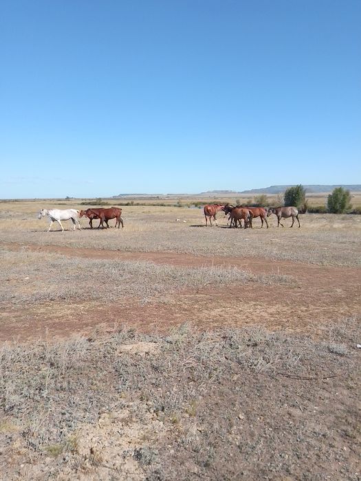 Ту Биелер сатылады