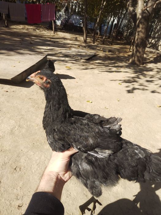 Joja tovuq tovuqlar товуклар, jojalar, жожа, жожалар