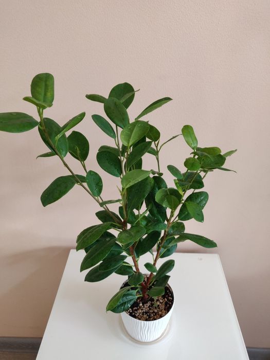 Фикус ( комнатное растение)