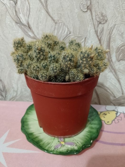 Кактусы "Мамиллярия" в цветении .