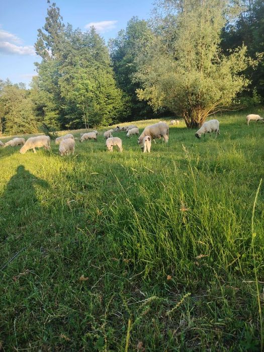 Vand 23 de oii 3 berbeci si 9 miei